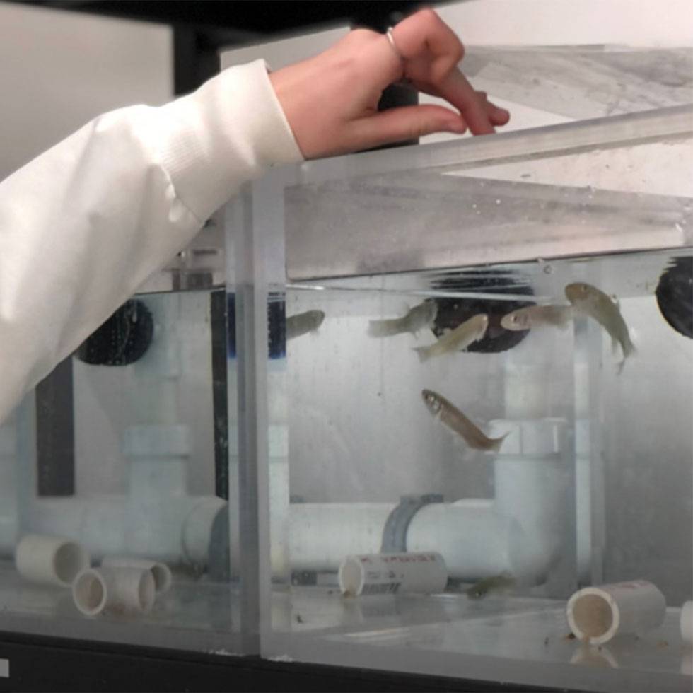 A hand checks on the top top of a fish tank with small silver fish in it