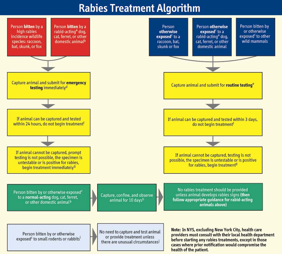 rabies treatment algorithm
