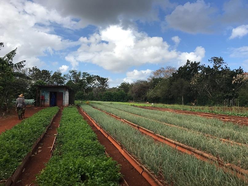Cuba%3A%20Urban%20Farming
