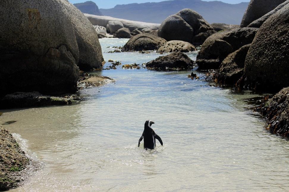 South%20Africa%3A%20Boulder%20Beach