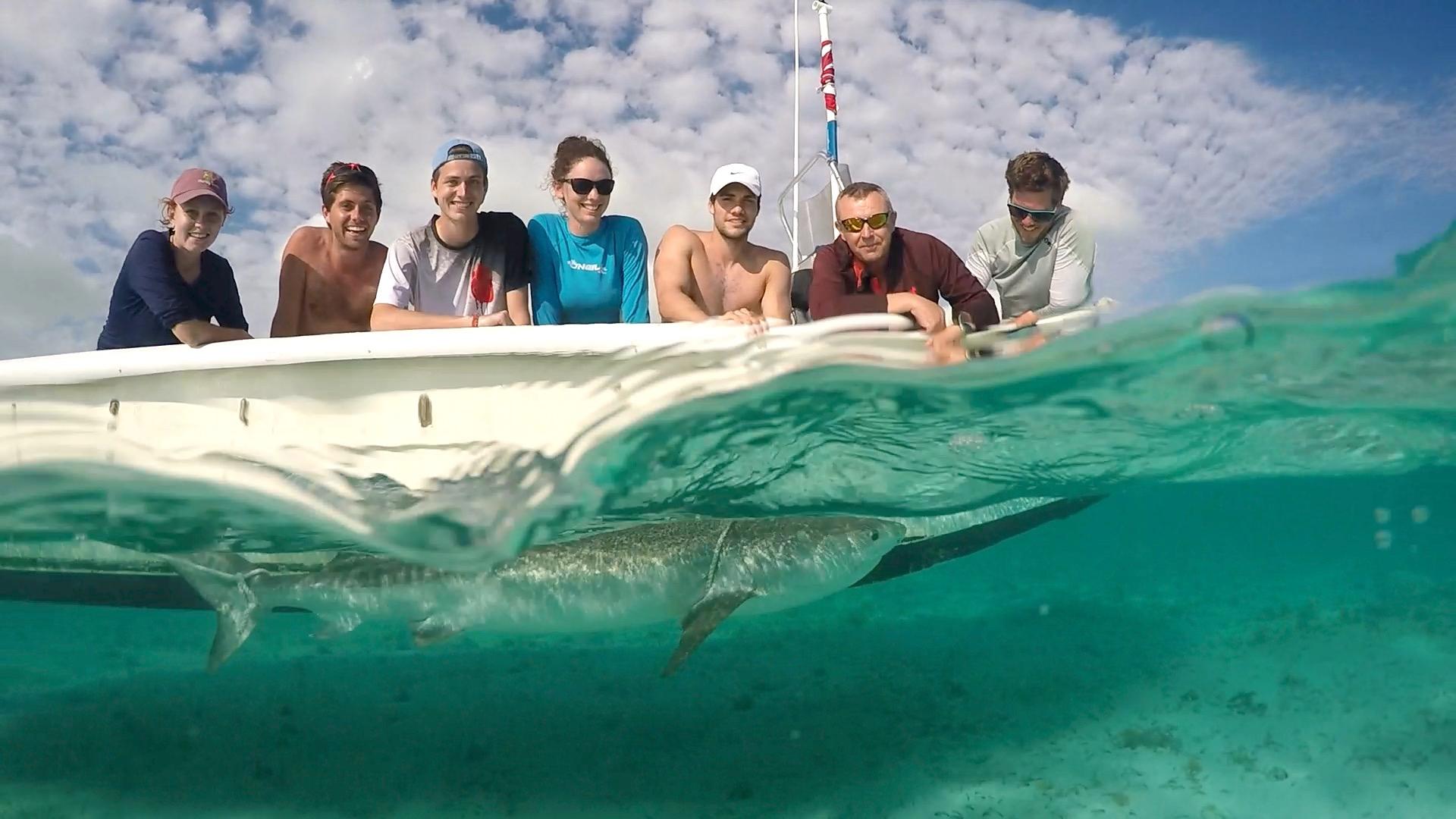 Turks%20and%20Caicos%3A%20Tagging%20Tiger%20Shark