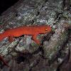 A red eft on a log