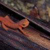 A red eft posing