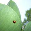 A ladybug on milkweed