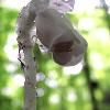 Ghost plant, closeup