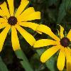 Black-eyed susans