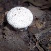 Puff ball mushroom