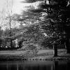 Trees by Pond