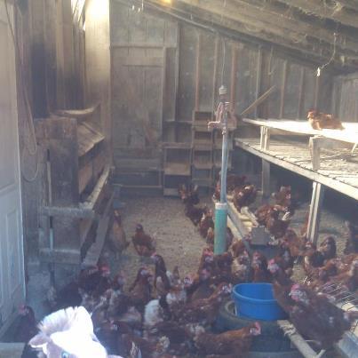 There%20were%20also%20chickens...