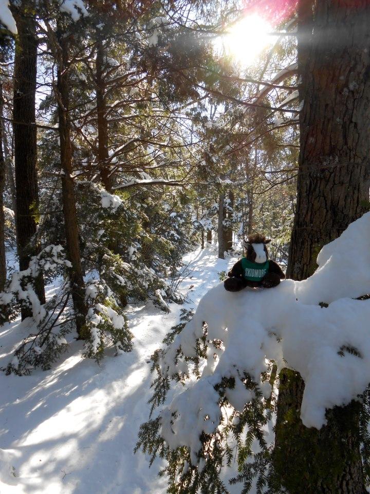 During%20the%20hike%2C%20Skids%20decided%20to%20rest%20in%20a%20Hemlock%20tree.