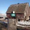 Skids went to a farm near Schleswig, Iowa, yesterday to get some fresh eggs. There were cows there, but no horses.