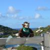 Skids is overlooking Chocolate Hole on the island of St John in the US Virgin Islands  