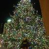 Skids likes the tree at Rockefeller Center! 