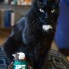 Parker is a Skidmore experience for Skids because I got Parker when he was a 5 week old kitten from the Skidmore barn when he needed a home. 