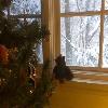 Sorry Skids, it's too snowy to play outside today.