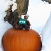 Skiddie hung out in the backyard in Belchertown today.