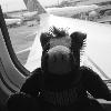 Flying Home