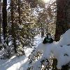 During the hike, Skids decided to rest in a Hemlock tree.