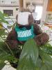 skids sits on a a potted plant.