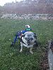 Skids goes for a ride w/ Dookie, an old Pug that spent his earlier years living on Skidmore campus