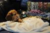 Skids made himself right at home on Susan Flanders Davidson's ('71) couch and had a little pillow-talk with Lucy! Topics ranged from Scribner stories to how they could recycle that limiting corrugated box in which he had arrived!