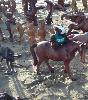 A stroll through Playa Dorada on horseback. (Puerto Plata, Dom. Rep.)