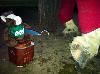 Sorry, Skids, but everyone has a job to do at the barn. Even picking hooves.....