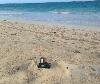 Skids in the sand fort.