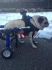 Another shot of Skids riding Dookie, an old pug that spent many years at Skidmore
