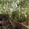 Trees grow atop a newly discovered mound over a house built by the ancient Maya that contains the rendering of an ancient figure, possibly the town scribe. The house sits at the edge of the ancient site of Xultun in Guatemala, a city that once housed tens of thousands of people. Excavation and preservation of the site were supported by the National Geographic Society.  Photo by Tyrone Turner c. 2012 National Geographic