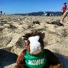 Skids at Lei-Out ultimate frisbee beach tourney in Santa Monica