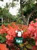 Stopping to smell the Hawaiian flowers 