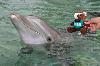 Skids about to go for a swim with Kola, a local Hawaiian dolphin