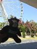 Skids thought of riding the Wheel of Brisbane with SFD '71. It was  so very hot.....
