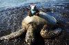 Hanging with the wild life of Hawaii 