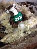 Skids had an opportunity to experience how beautiful New Zealand wool fibers are when SFD '71  placed him in a bale of freshly shorn fleece at Agrodome.