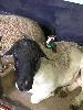One last Jan. 26th activity for Skids as SFD '71 placed him on the back of a sheep on the Rotorua Agrodome show. She said that this will be the last photo for the Jan. 25th deadline. Thanks to the International Dateline, we should be on under the wire!