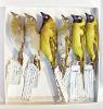 Rosamond Purcell, Northern Masked Weavers, Archival Inkjet Print