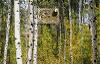 Deb Hall, Eagle Cam, DETAIL, Archival Inkjet Print with Plexi-face mount