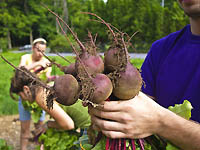 Beets from the Student Garden