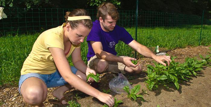 The Student Garden supplies produce to the Dining Hall