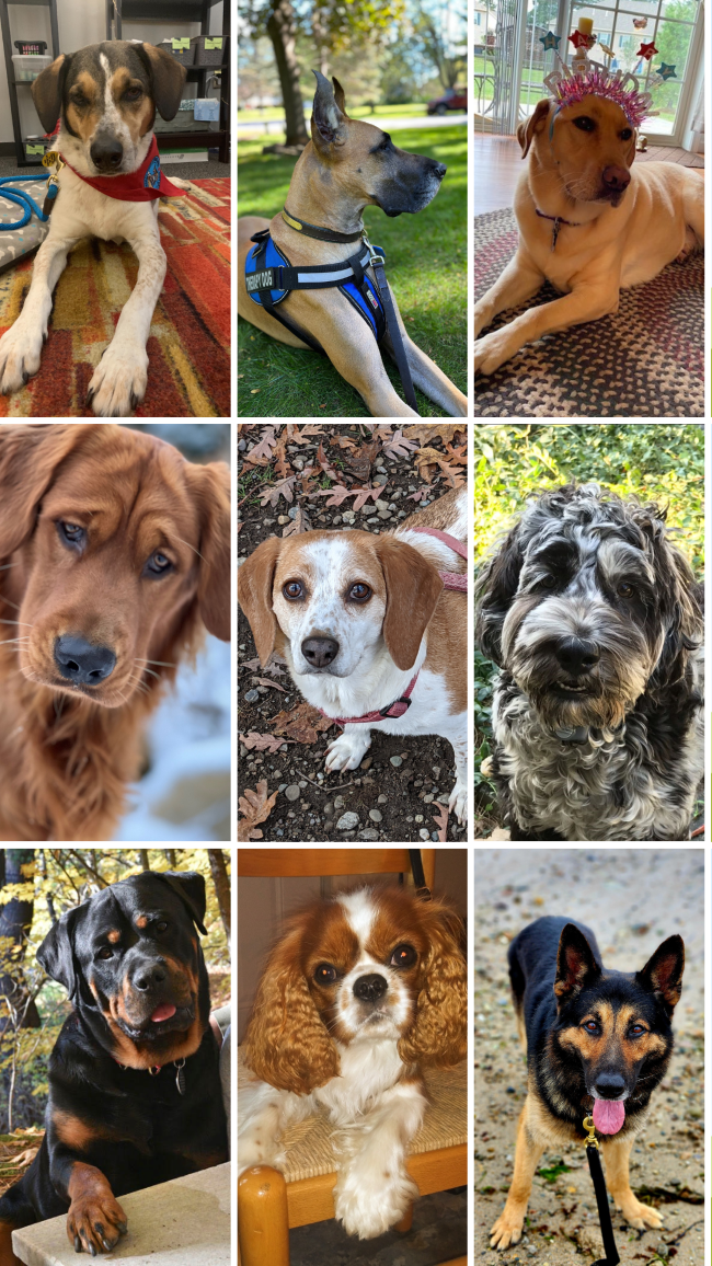 therapy dogs