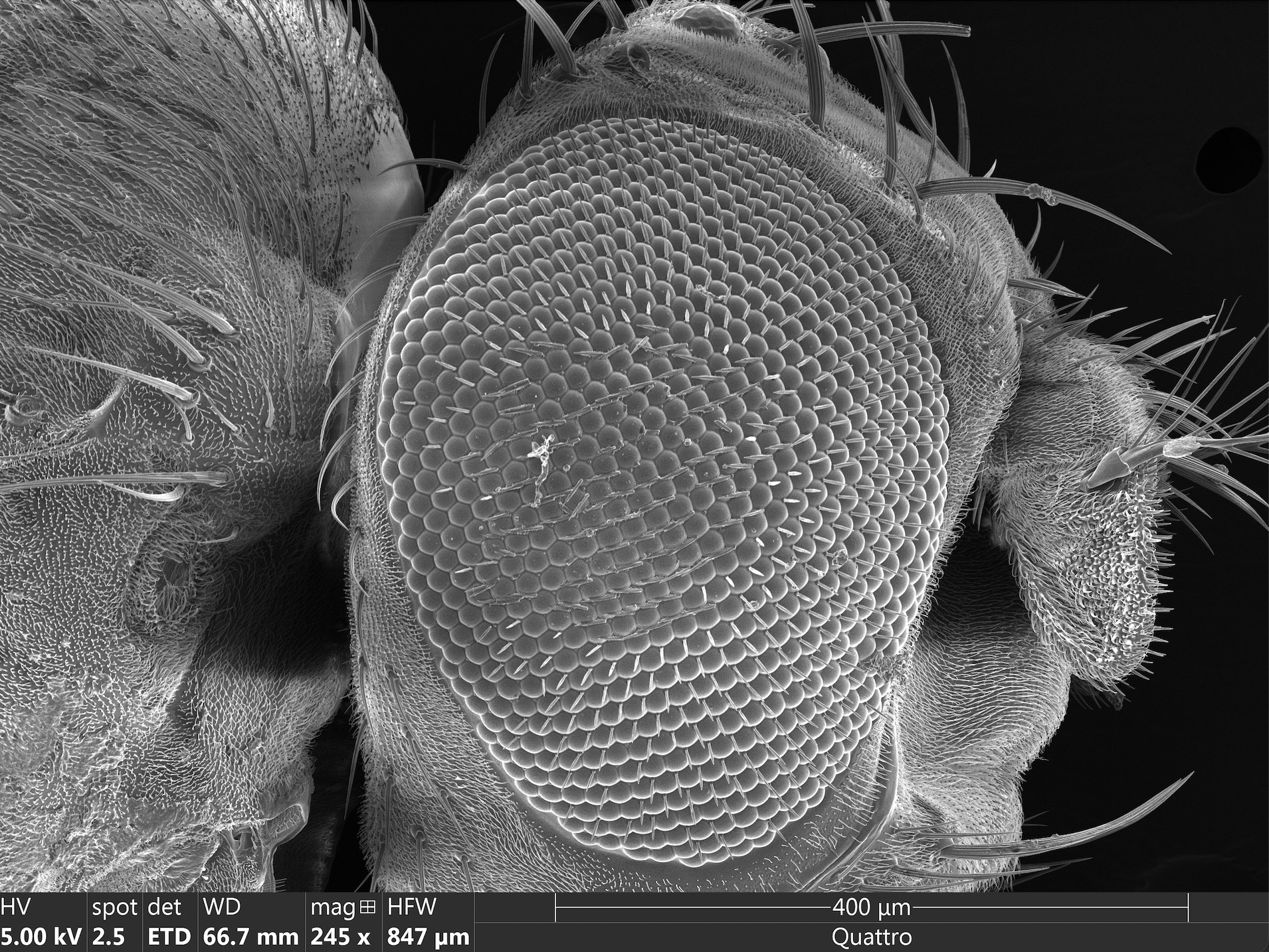 Fruit Fly Eye SEM Image