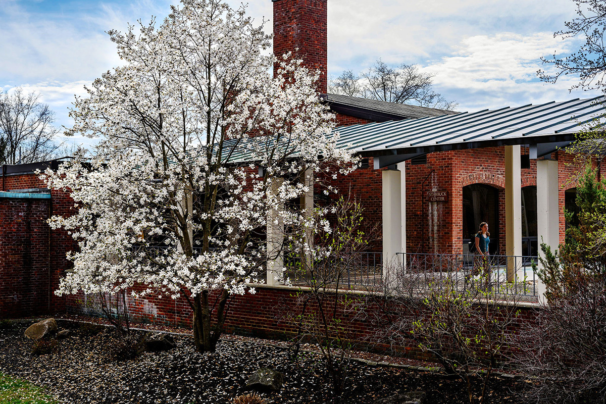 SAS image flowering tree