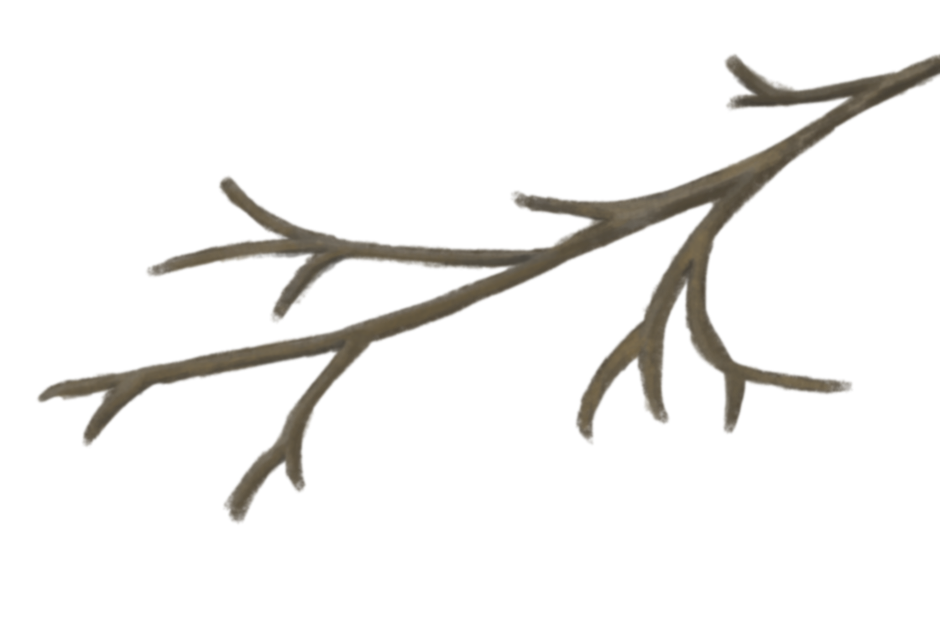 An illustration of a tree branch that is slightly blurred out on the left side of the page.