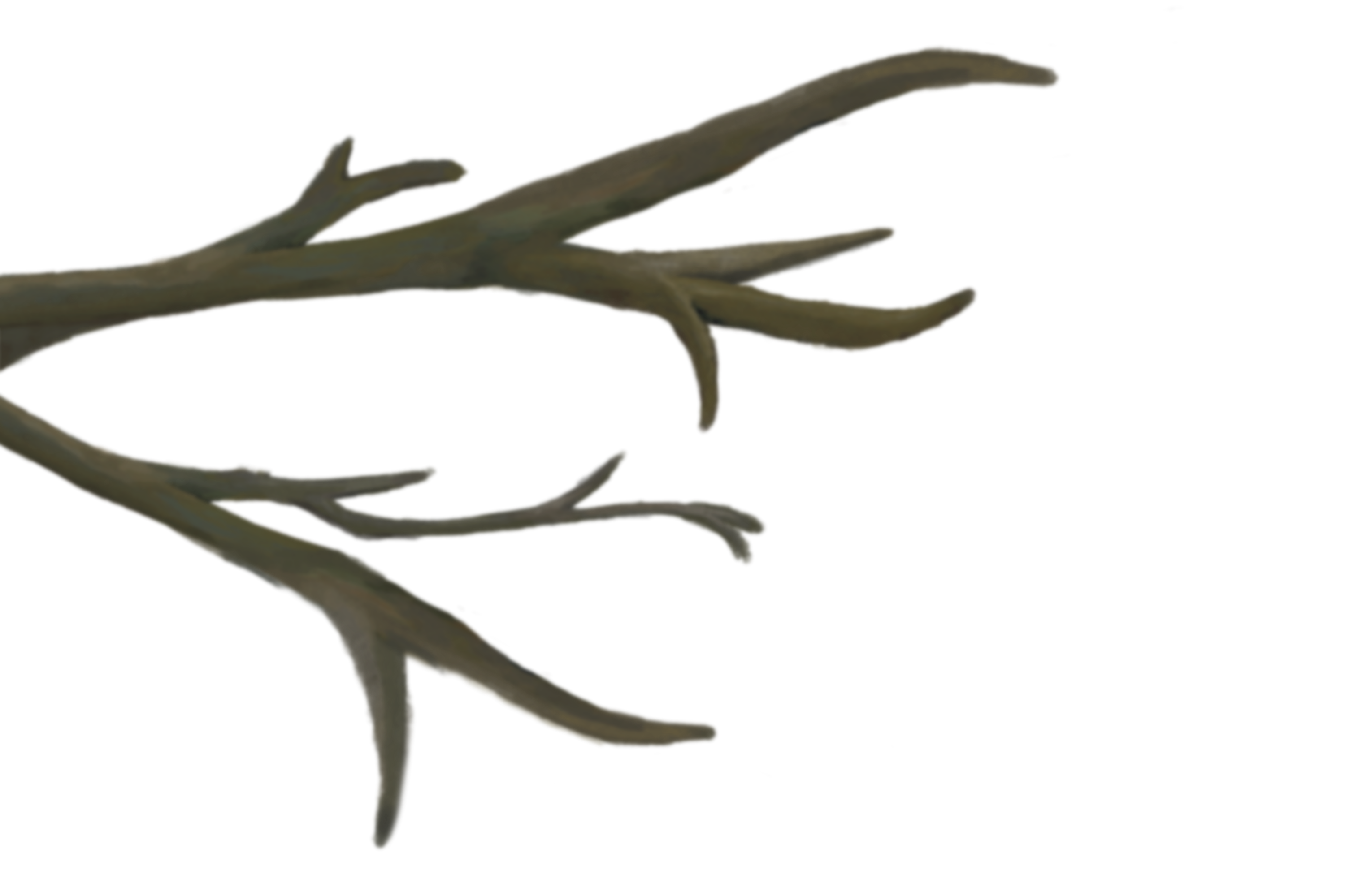 An illustration of a tree branch that is slightly blurred out on the right side of the page.