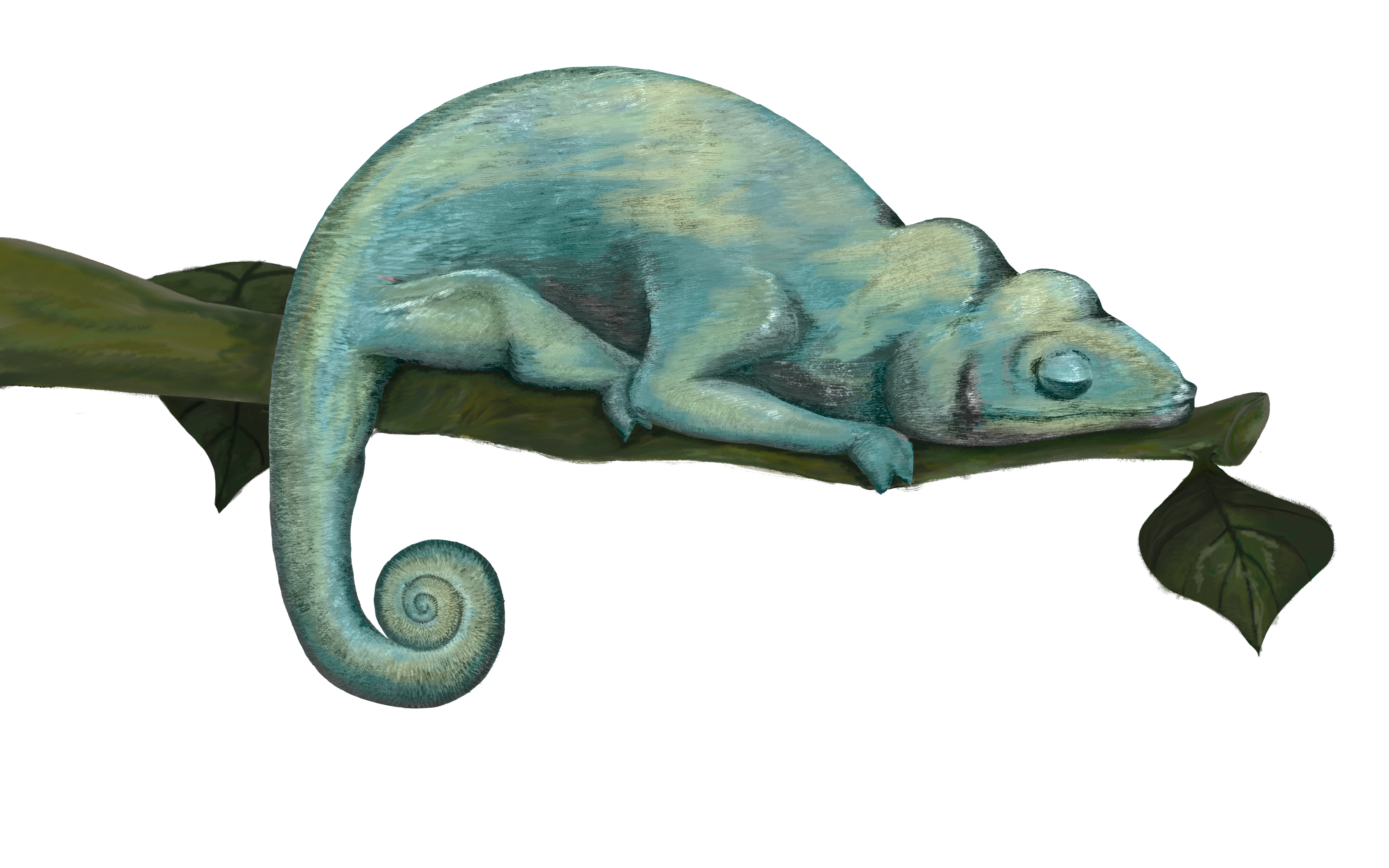An illustration of a blue-green chameleon resting on a branch with his eye movement following the fly.