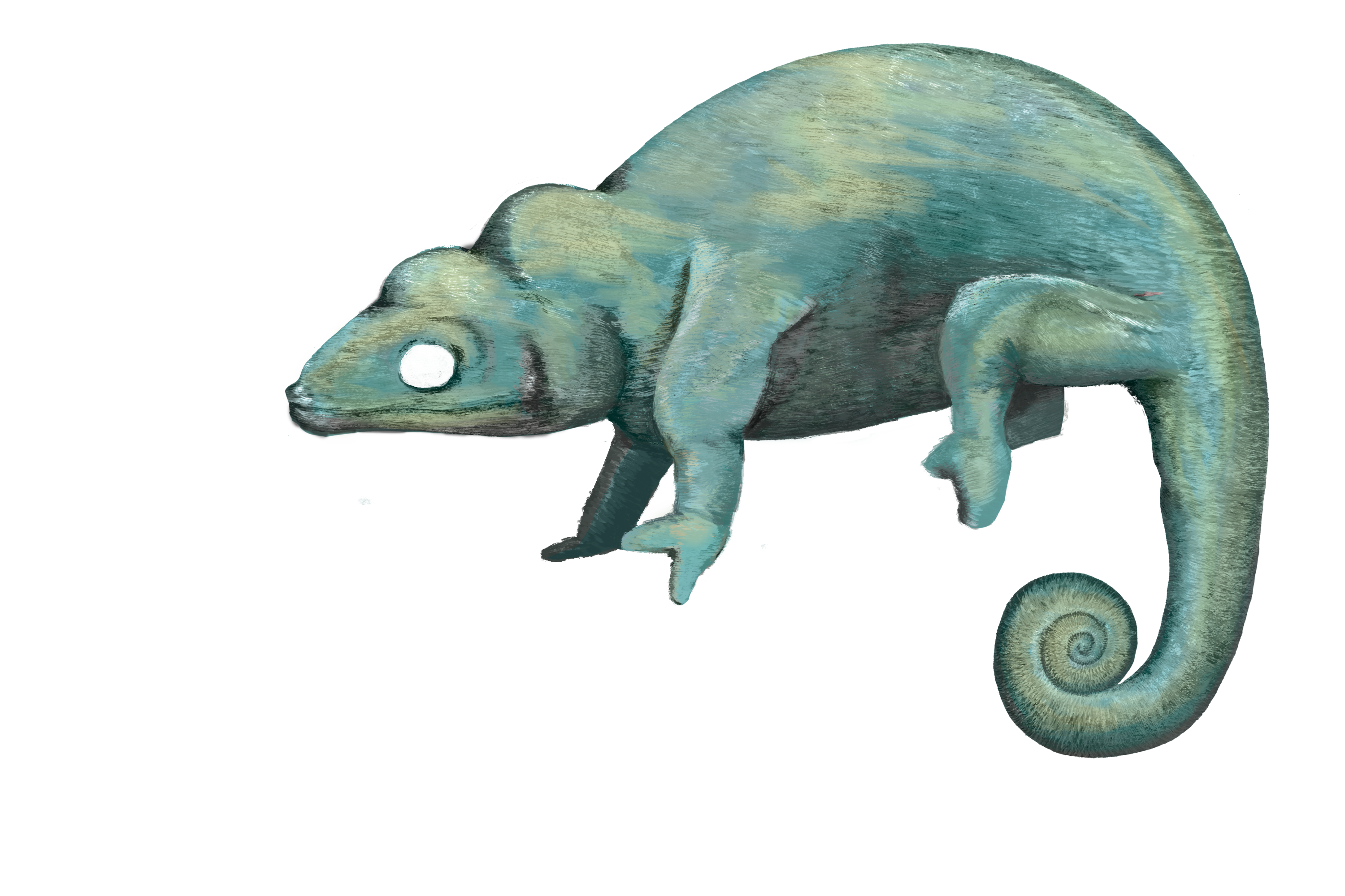 The blue-green chameleon standing on the same branch as before as he notices the other chameleon.