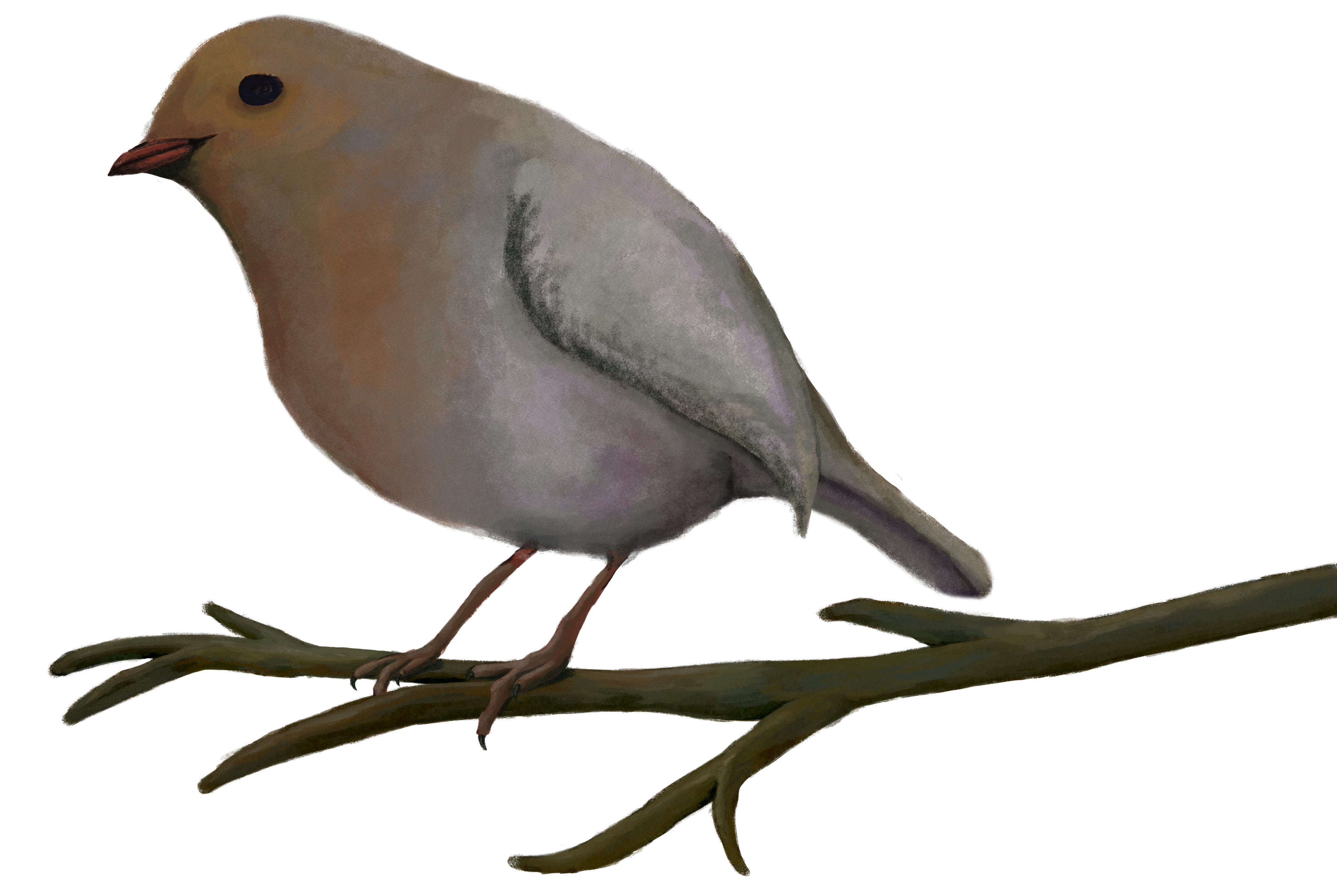 An illustration of a robin sitting on a tree branch. He has a reddish-orange stomach with purple and white feathers on his back and wing.