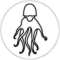 Octopus with and without chromatophores and organs